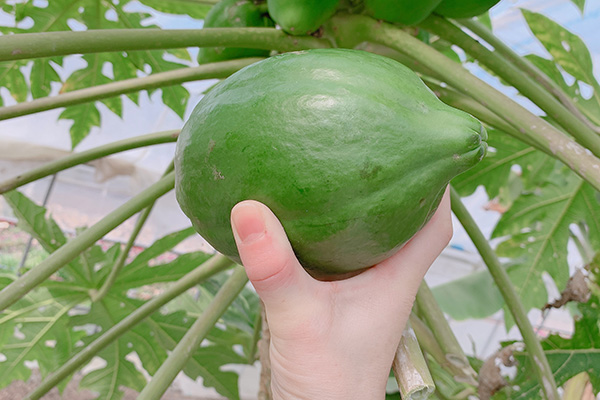 広島県産青パパイヤの実